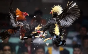 Bậc Thầy Đá Gà Sabong Tại BET69 Hướng Dẫn Chơi Bất Bại